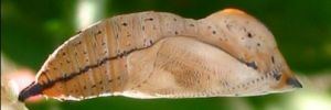 Pupae
